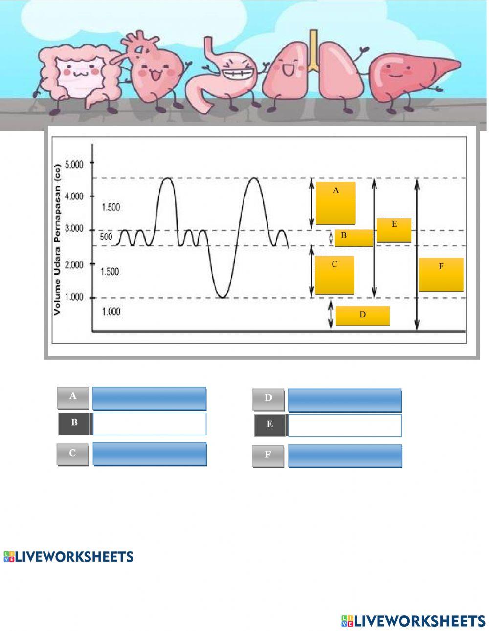 Sistem Pernapasan kls 8
