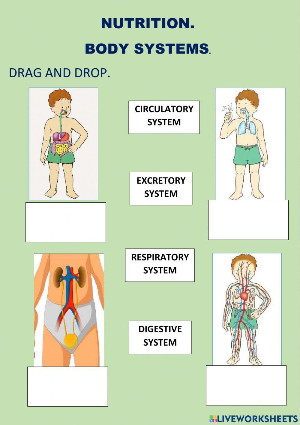 Body systems. Nutrition