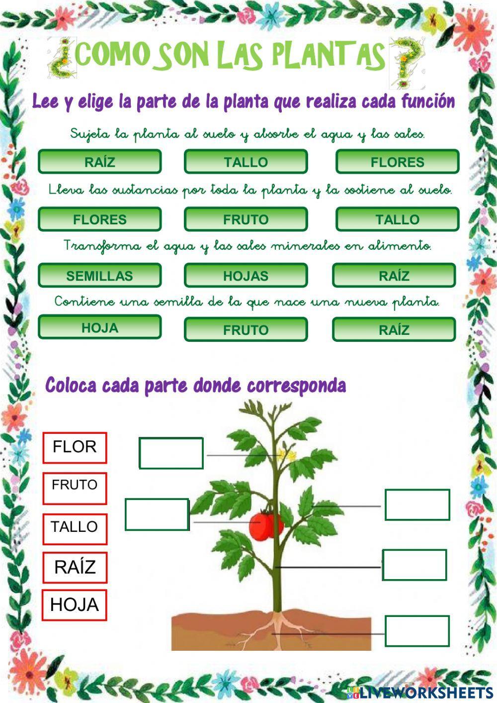 Partes de las plantas