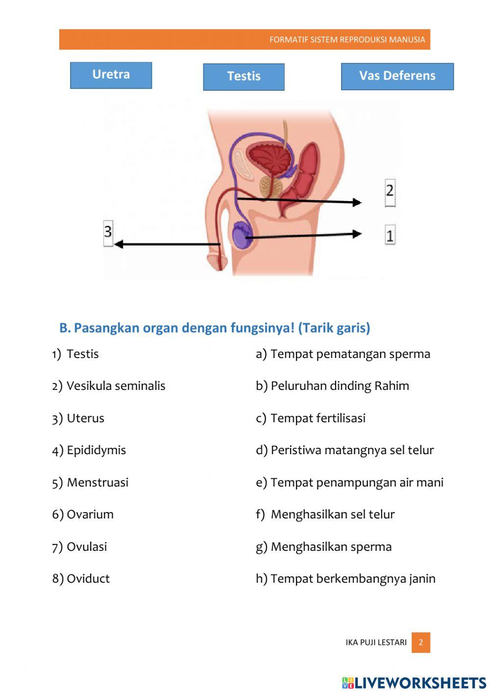 Formatif Sistem Reproduksi 9C&9D