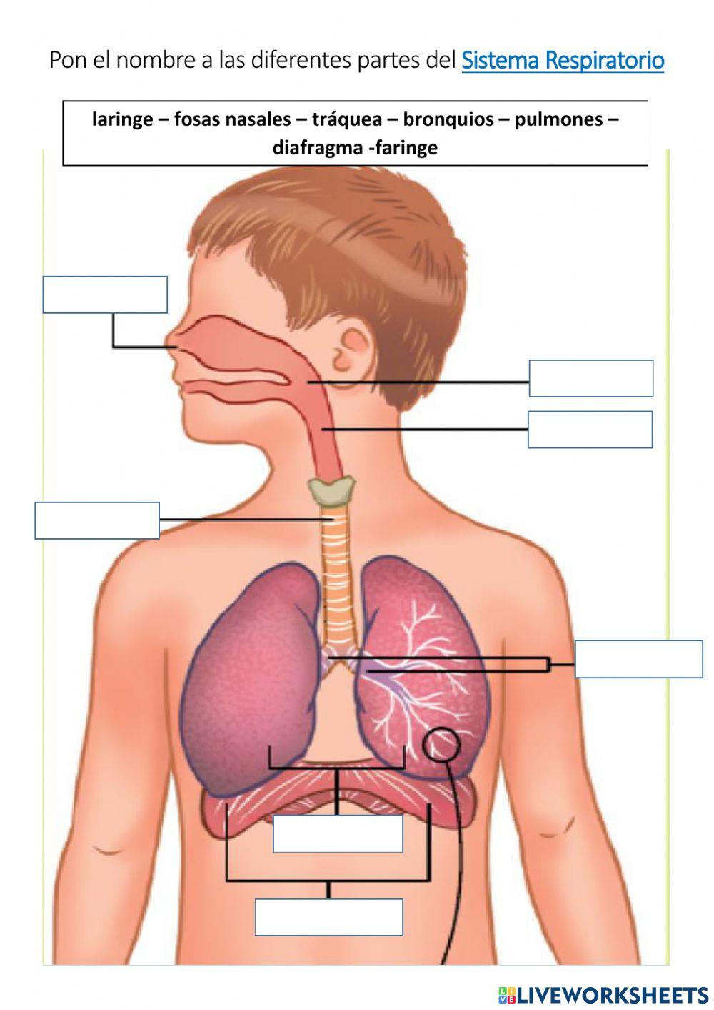 El aparato respiratorio