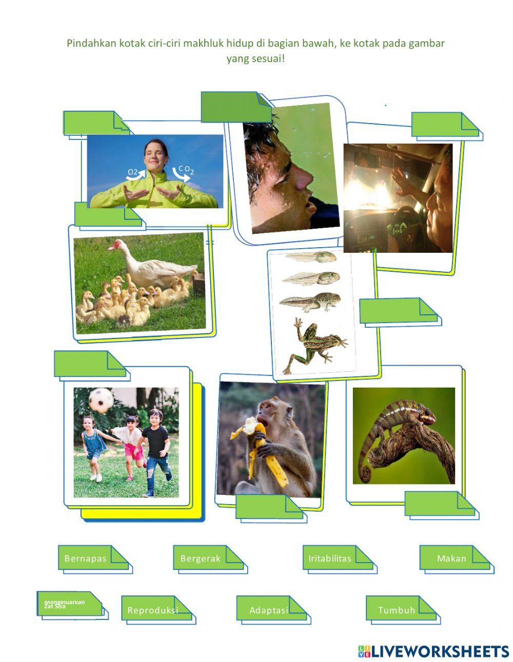 LKPD Ciri-Ciri Makhluk Hidup