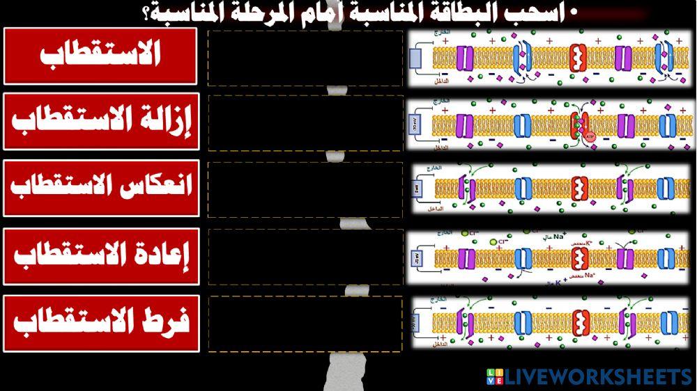 الاتقطاب و جهد الفعل