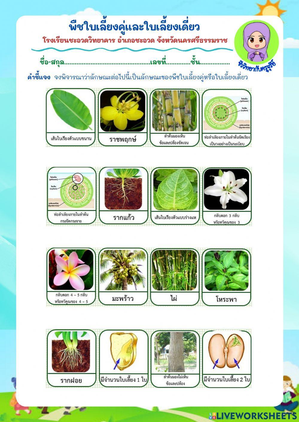 พืชใบเลี้ยงคู่และใบเลี้ยงเดี่ยว