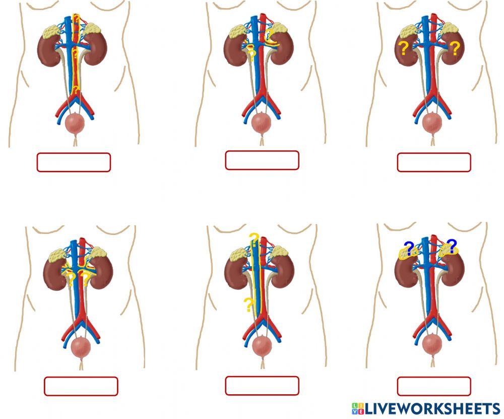 Bits sistema excretor