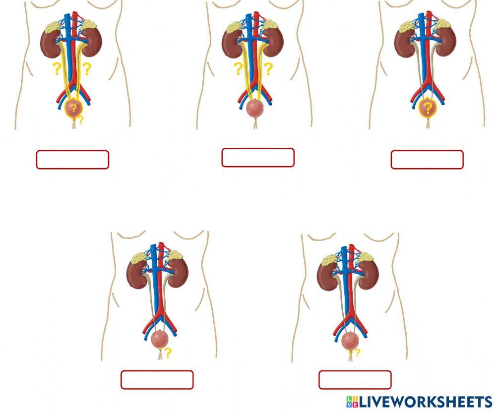 Bits sistema excretor