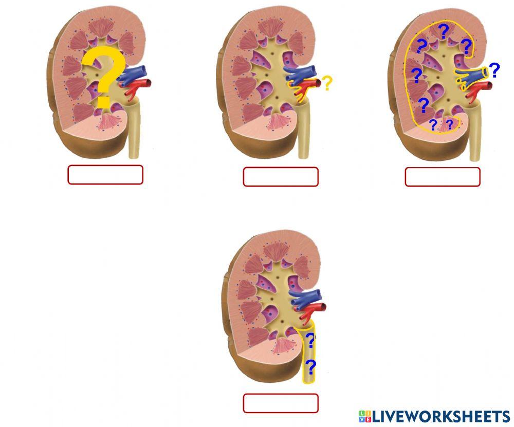Bits sistema excretor