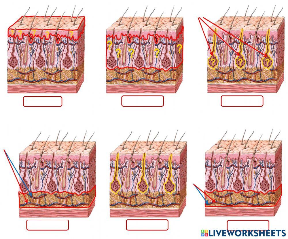 Bits sistema excretor