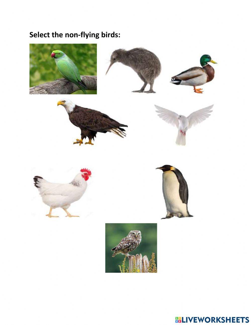 1865594 Non flying birds Rashmi Sajeev