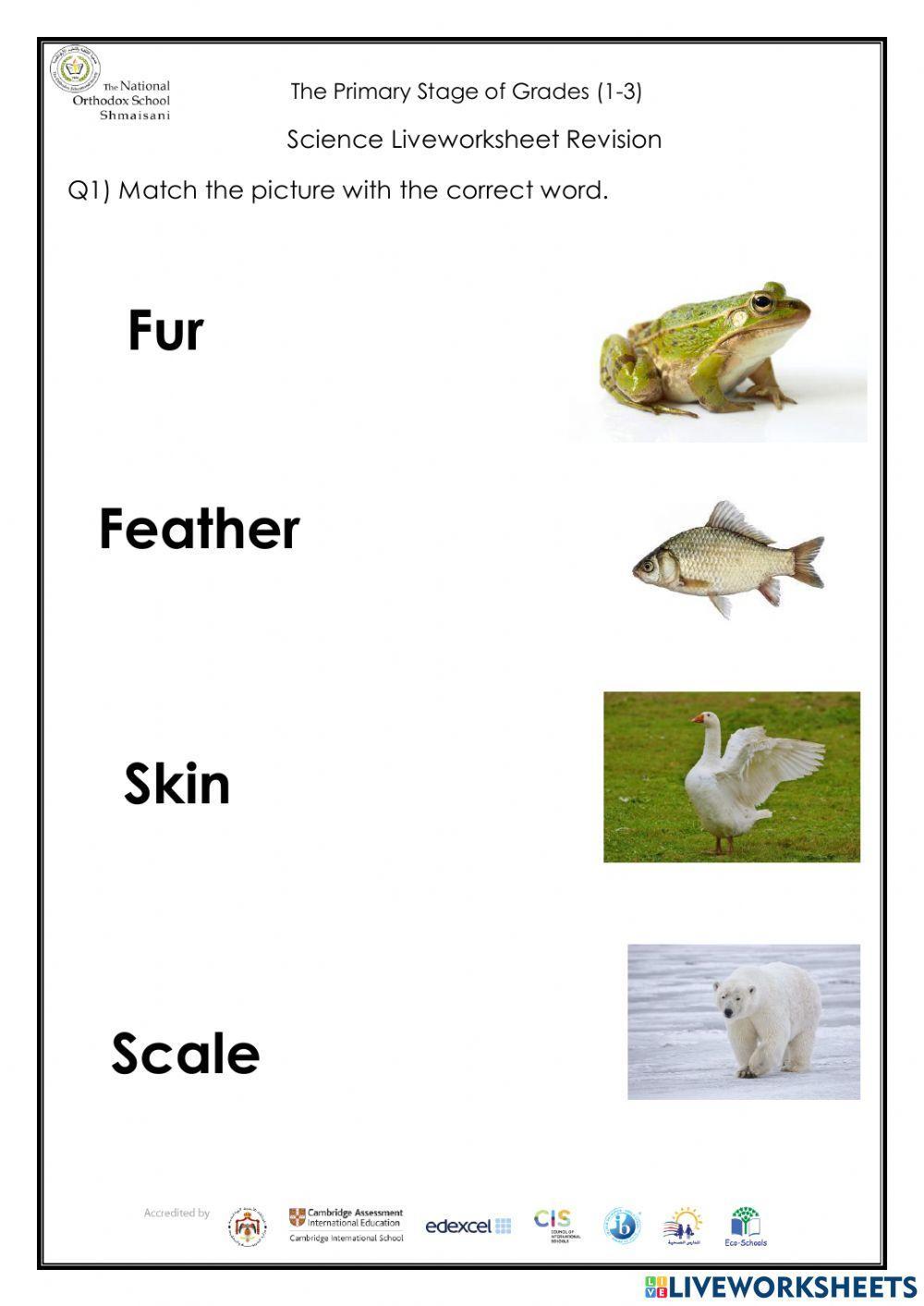 Animals Body Covering