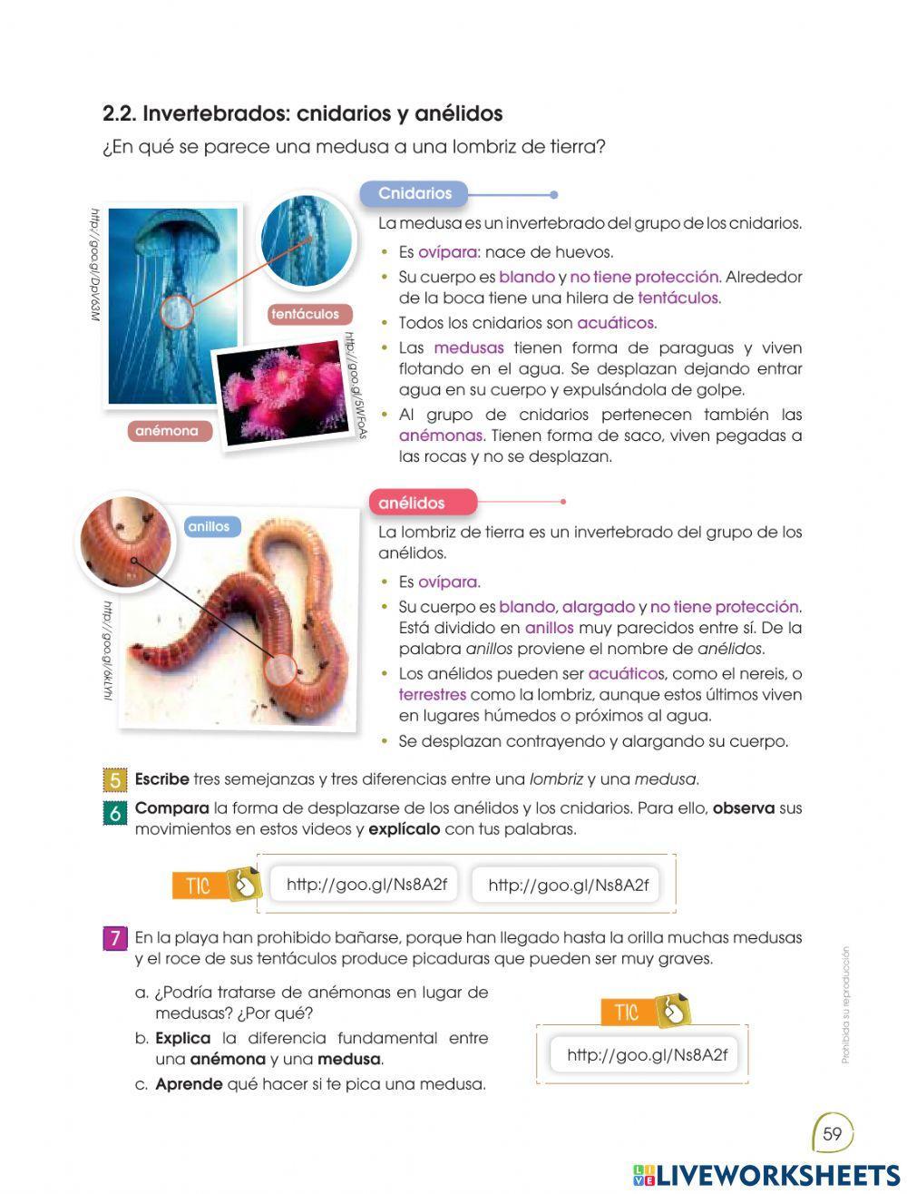 Animales cnidarios y anélidos