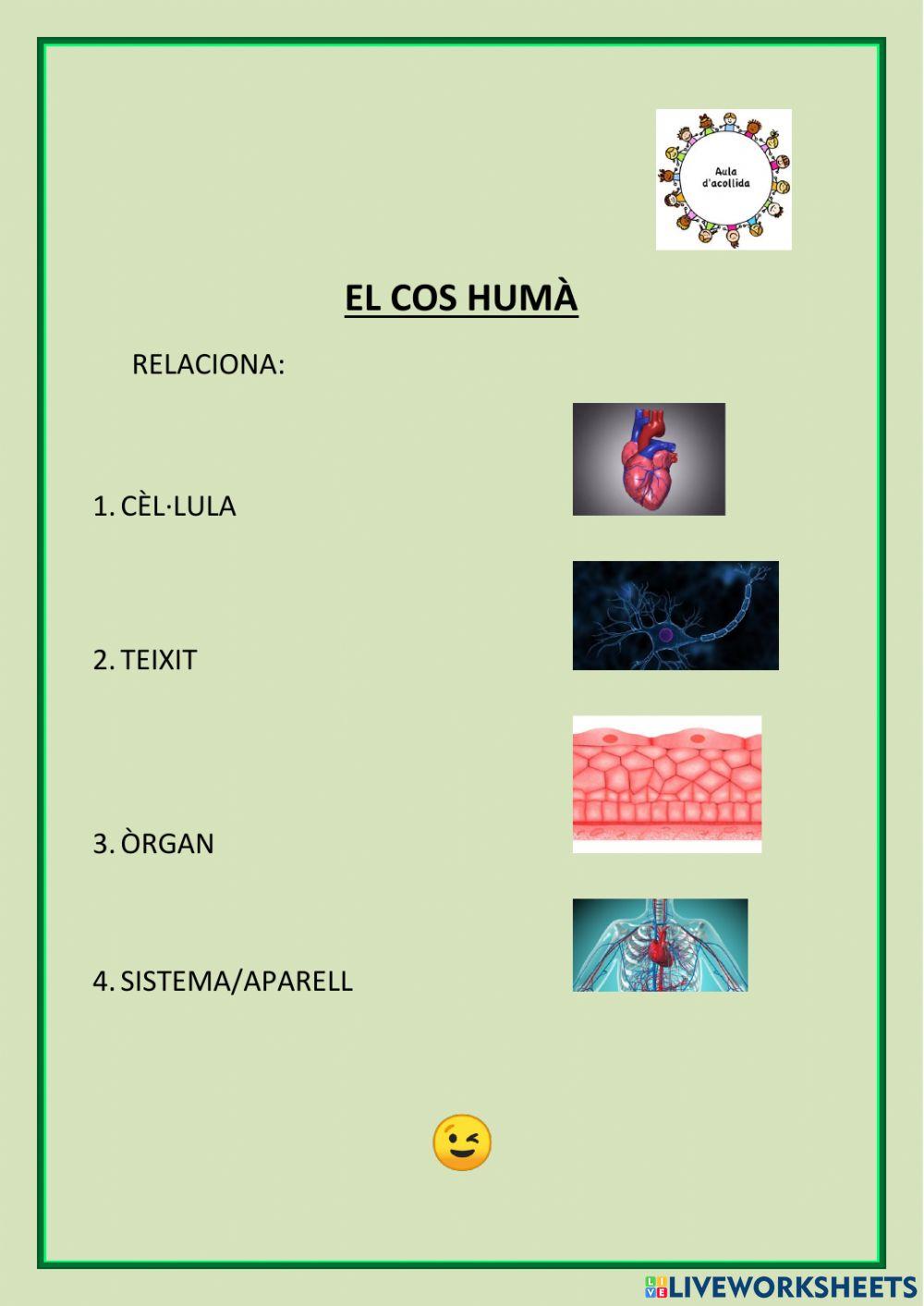 EL COS HUMÀ (Cèl·lula, òrgan, teixit i sistema-aparell).