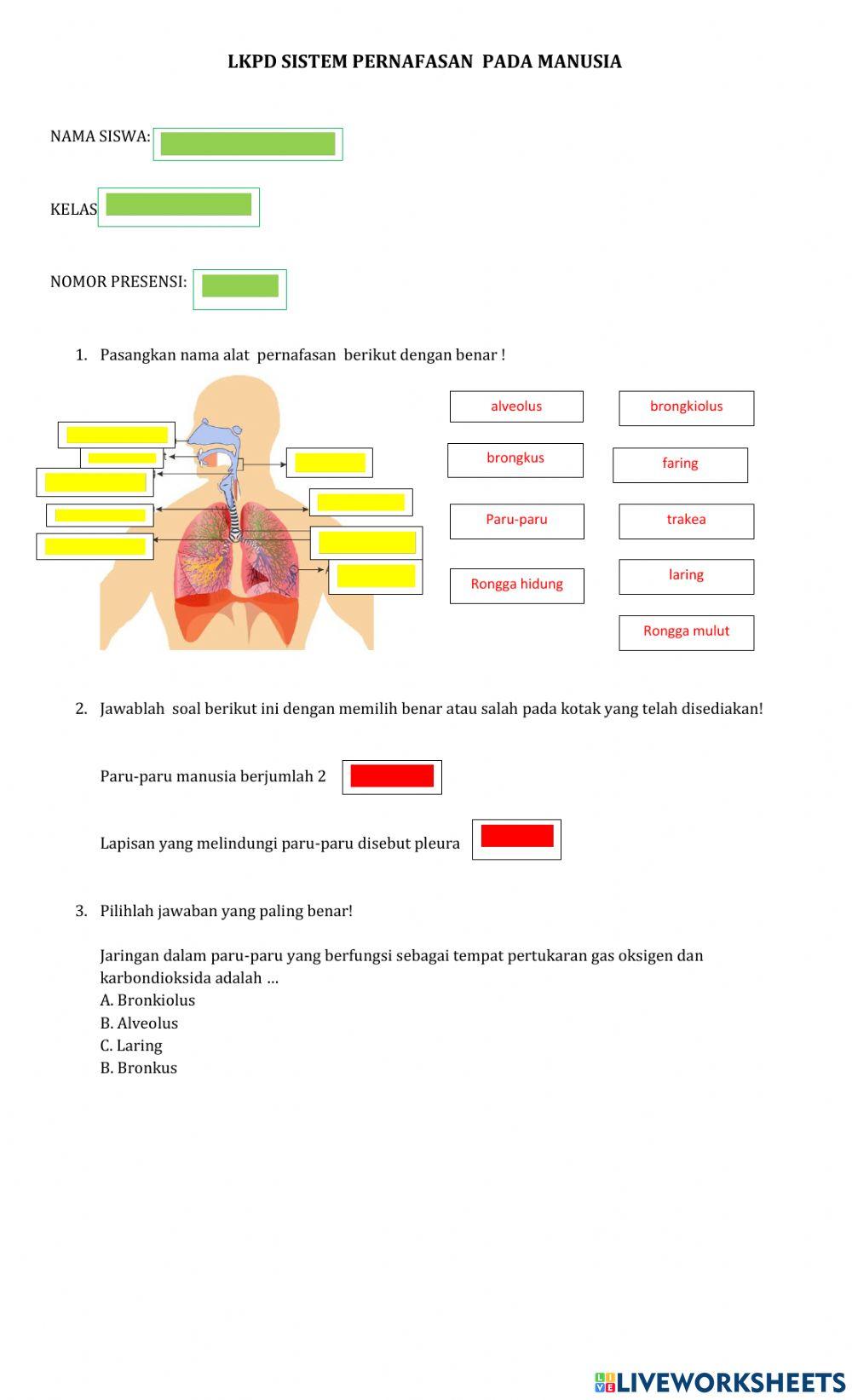Lkpd sistem pernafasan manusia