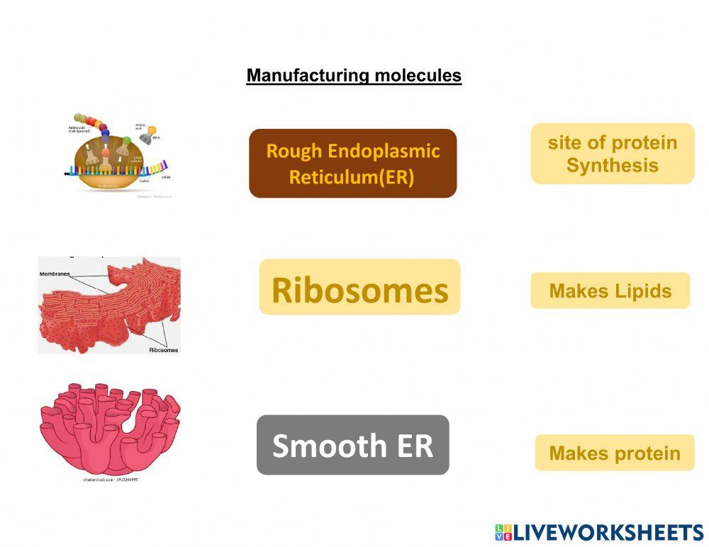 Manufacturing molecules