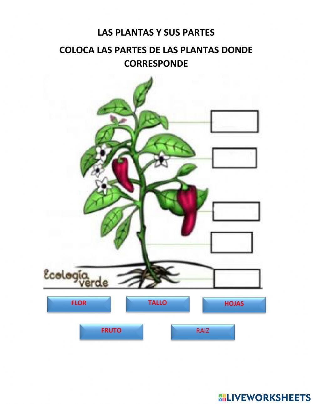 Partes de las palntas