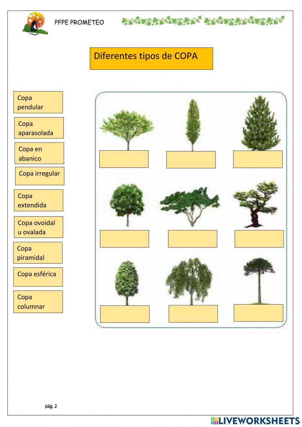 Árboles, su forma y porte