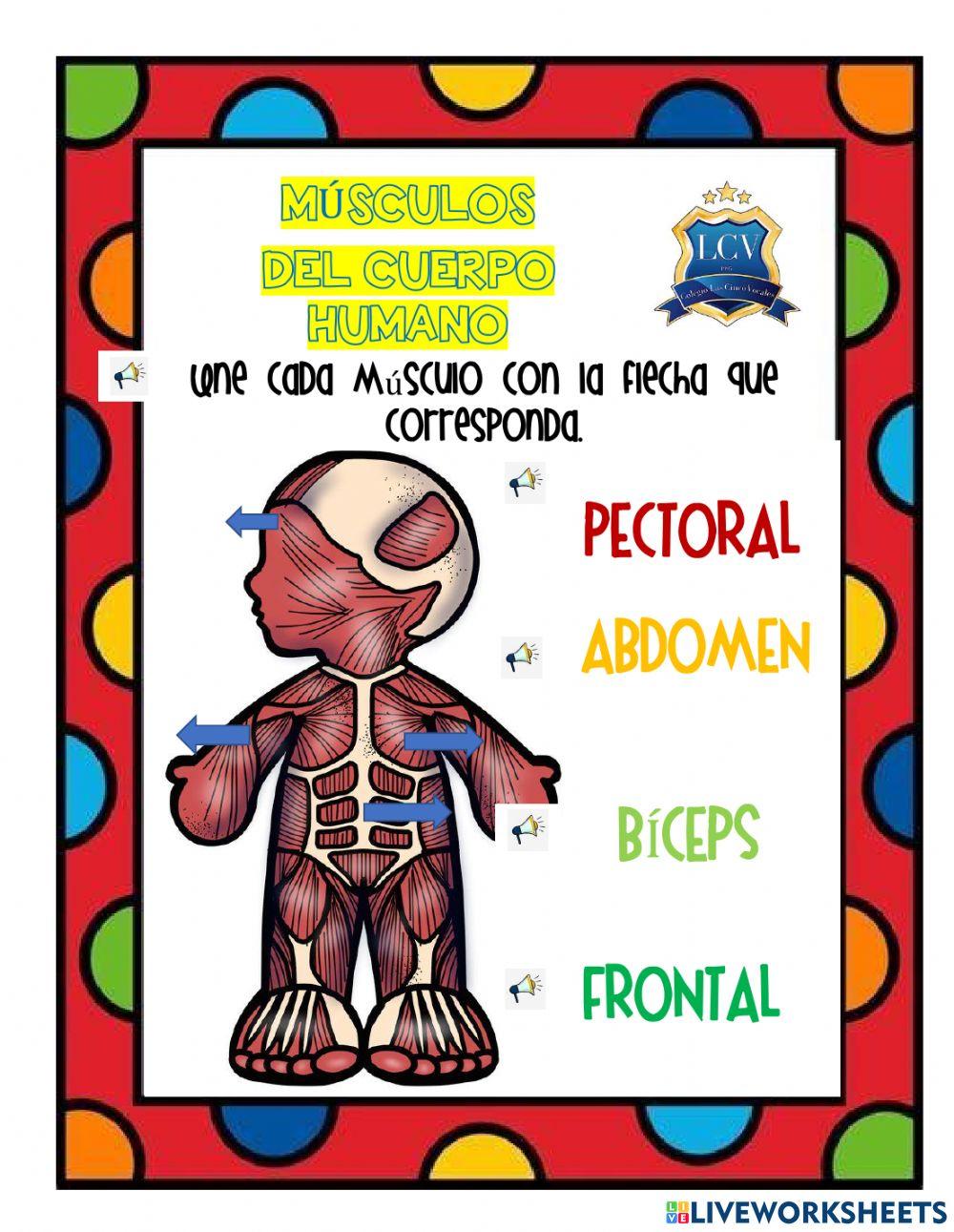 Músculos del cu… | Free Interactive Worksheets | 1871840, image size:1000x1291