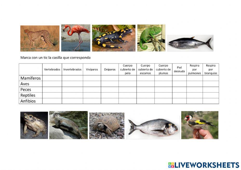 Características de los animales