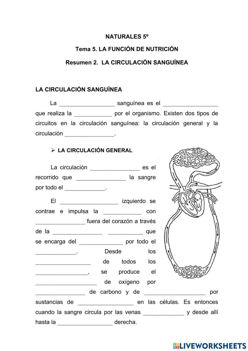 La circulación sanguínea