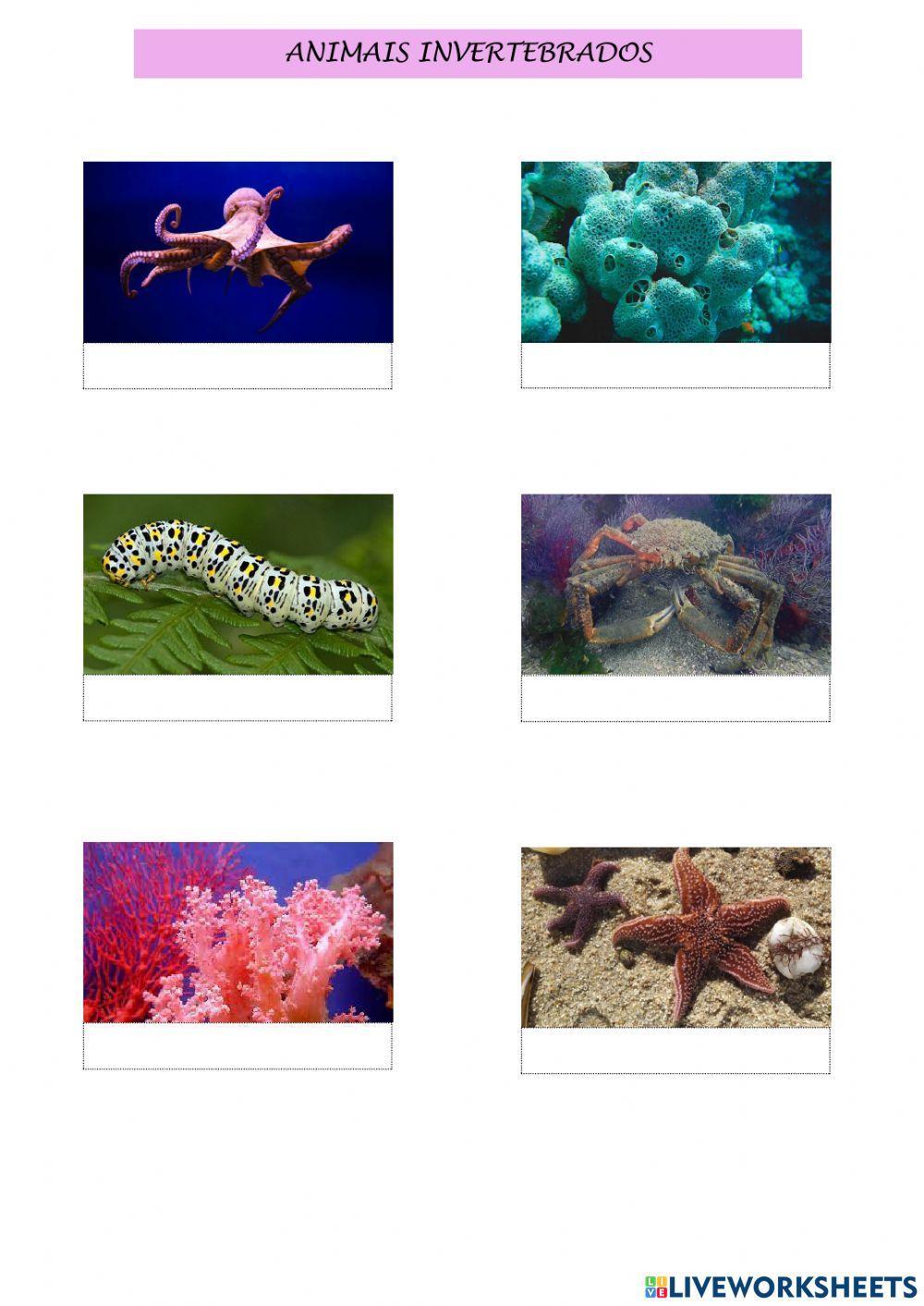 Animais invertebrados