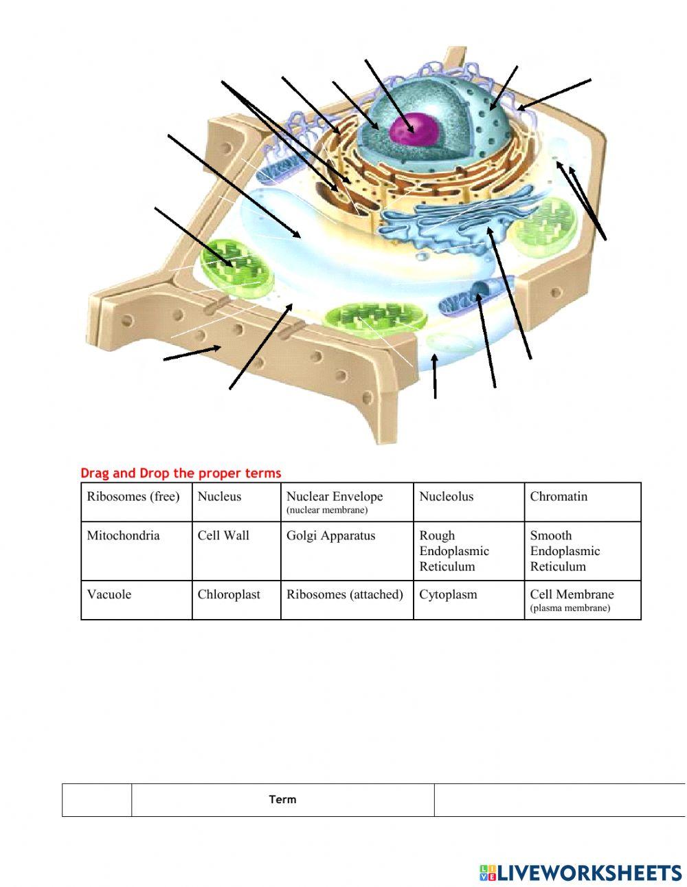 Cell Structure