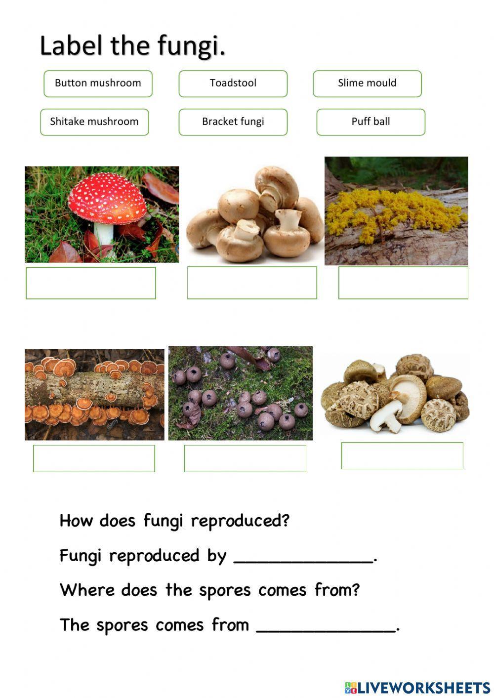 Parts of fungi and its examples