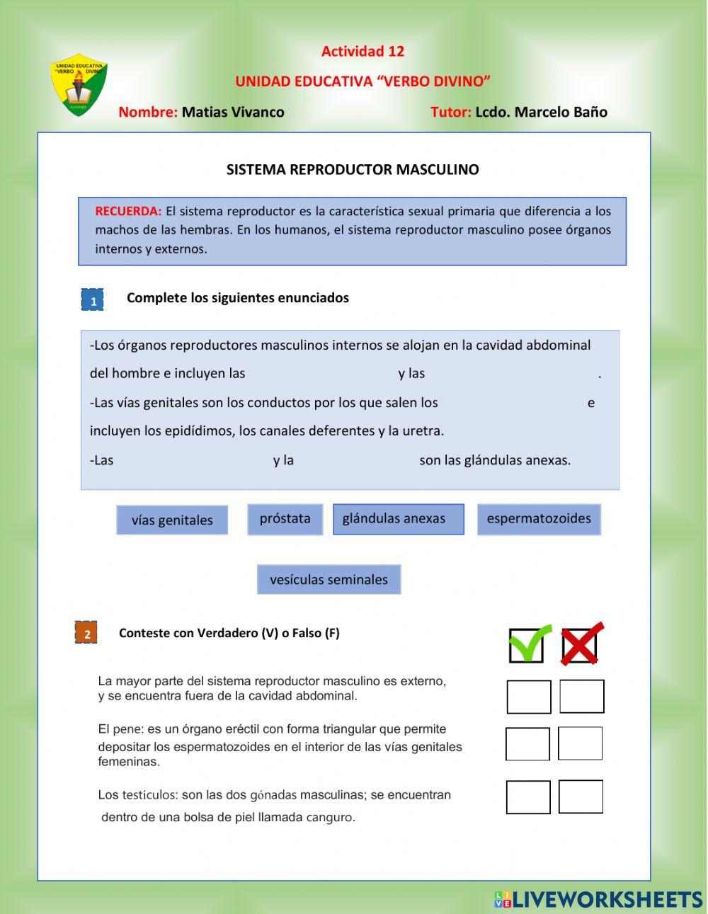 Sistema reproductor masculino