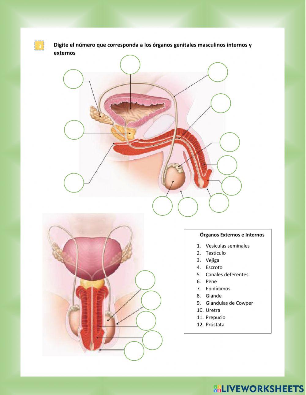 Sistema reproductor masculino
