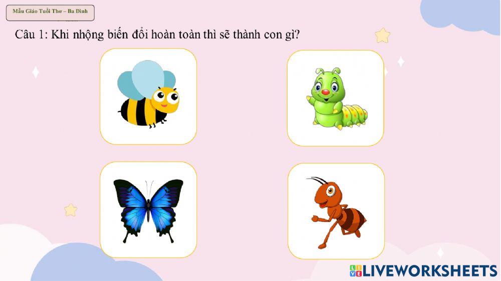 Vòng đời của Bướm