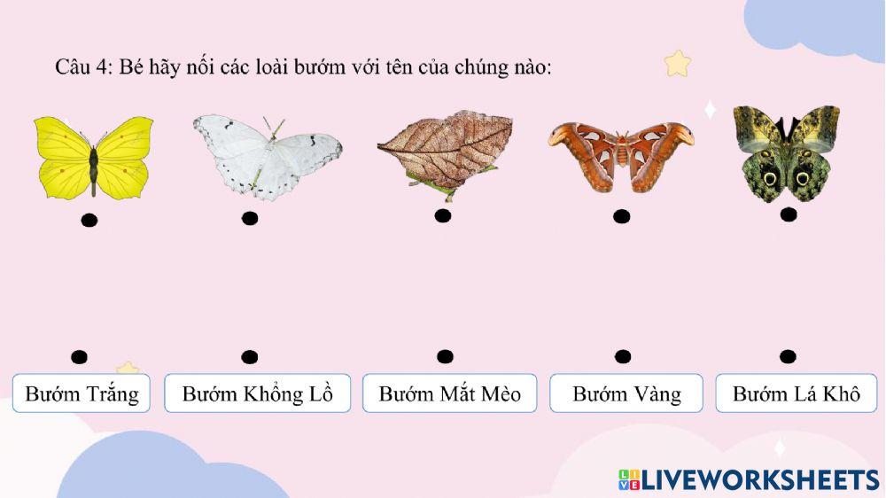 Vòng đời của Bướm