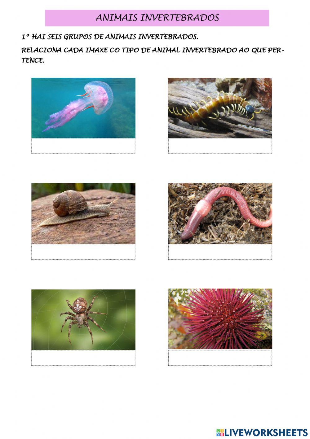 Animais invertebrados