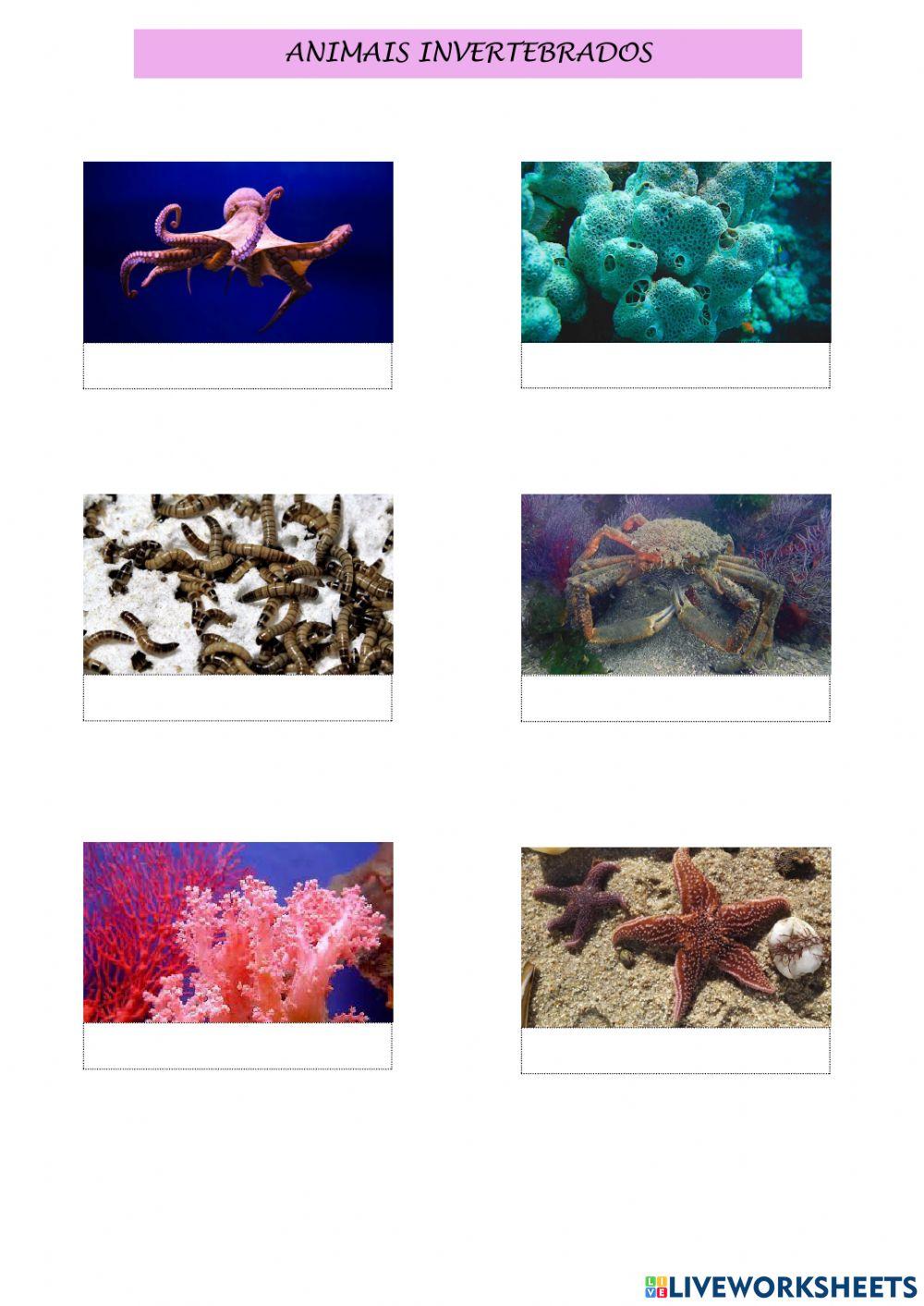 Animais invertebrados