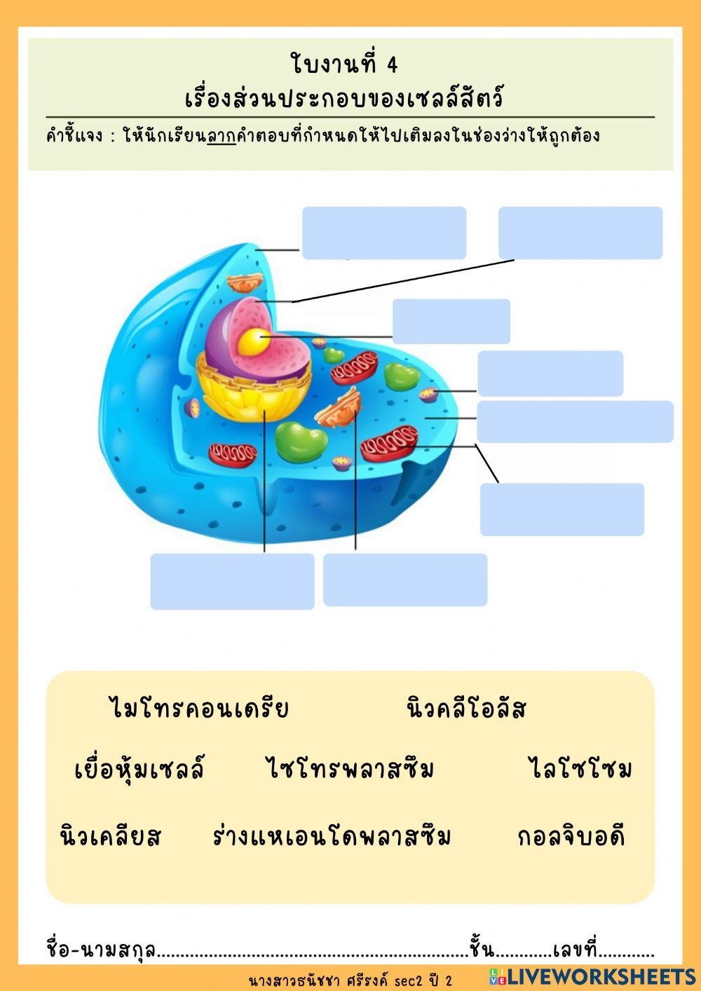 ใบงานที่ 4 ส่วนประกอบของเซลล์สัตว์