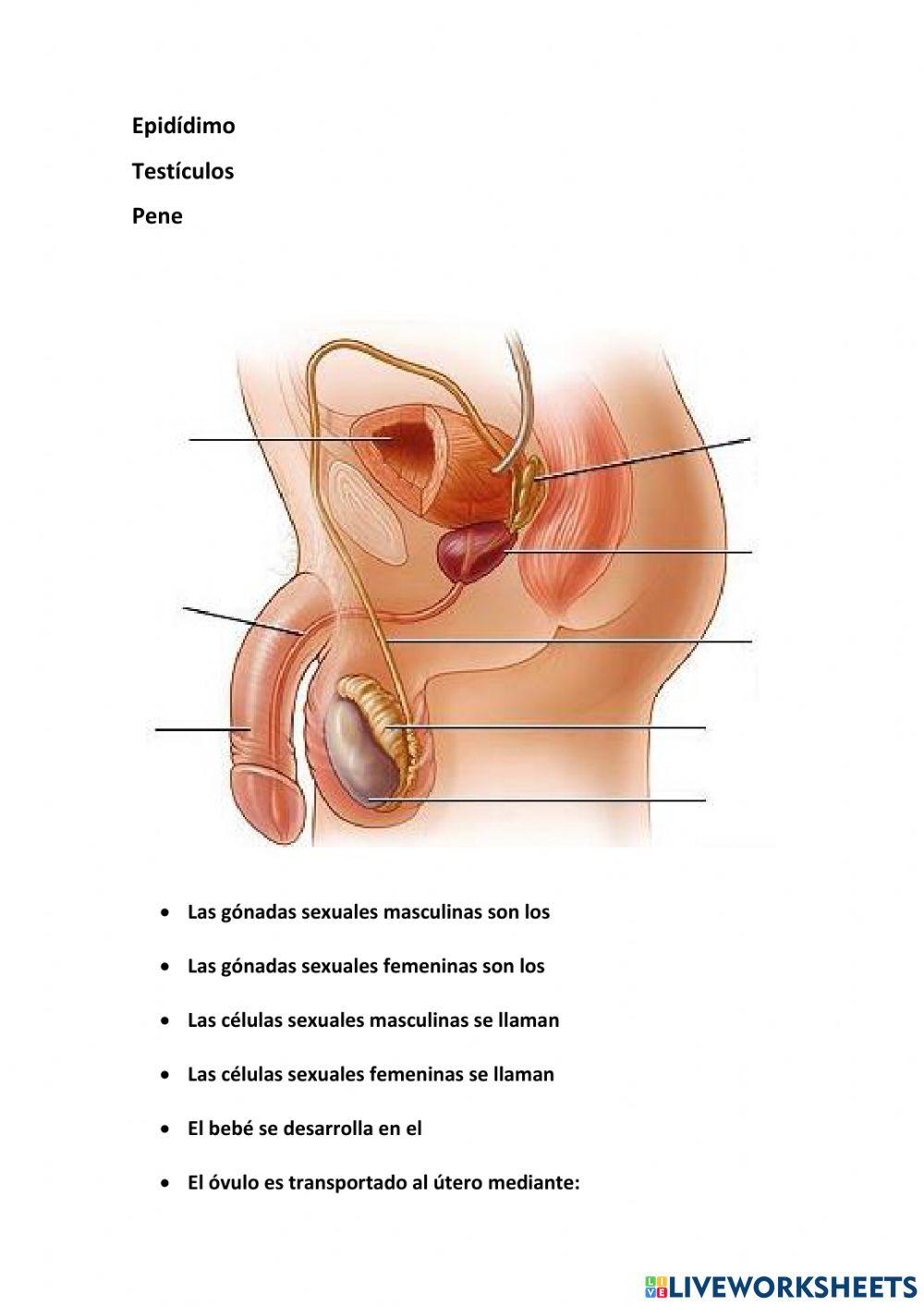 Aparato reproductores del hombre y la mujer