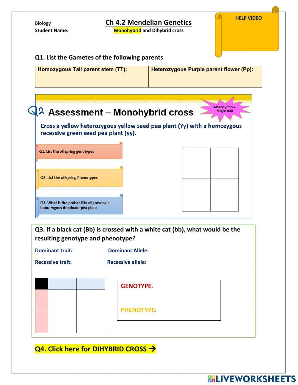 Monohybrid Cross Worksheet