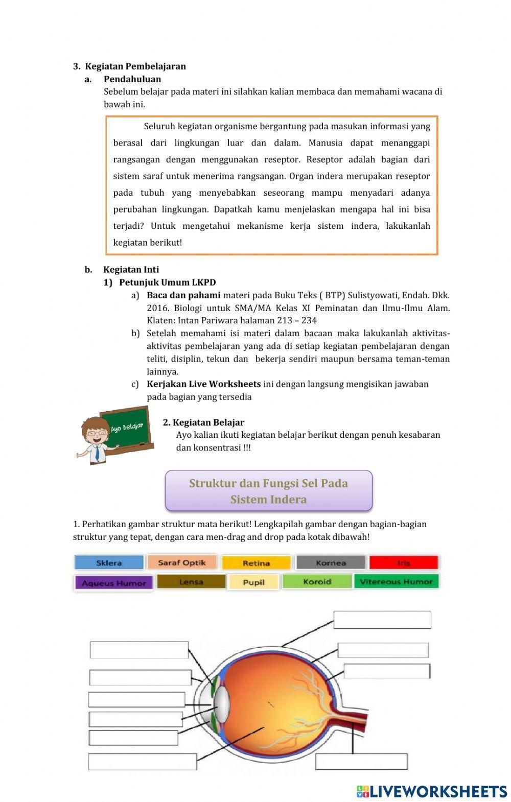 Lkpd x.2 sistem indera