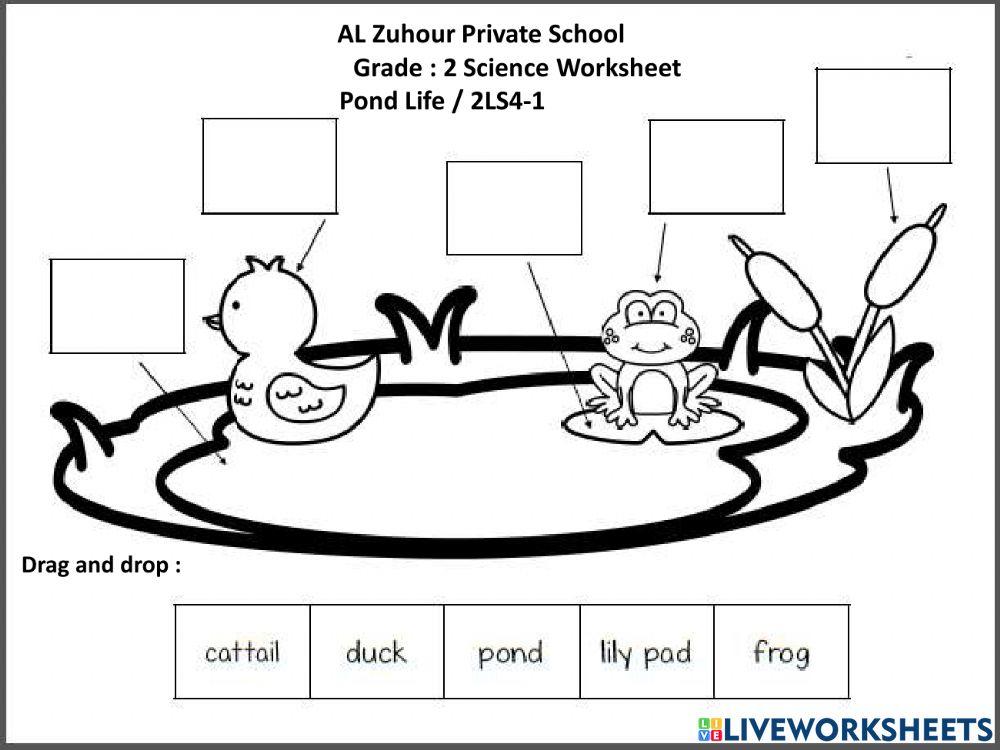 Pond life interactive worksheet Live Worksheets