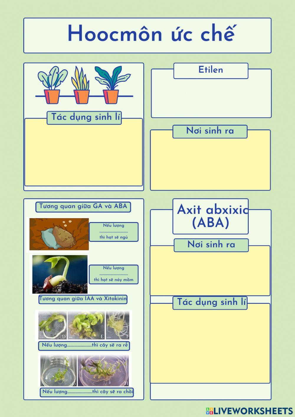 Hoocmôn thực vật