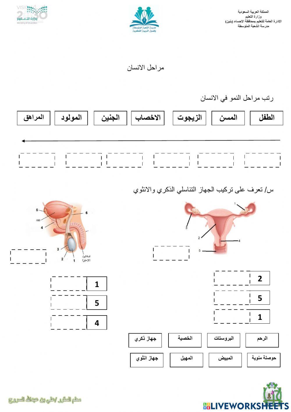 مرحل حياة الانسان