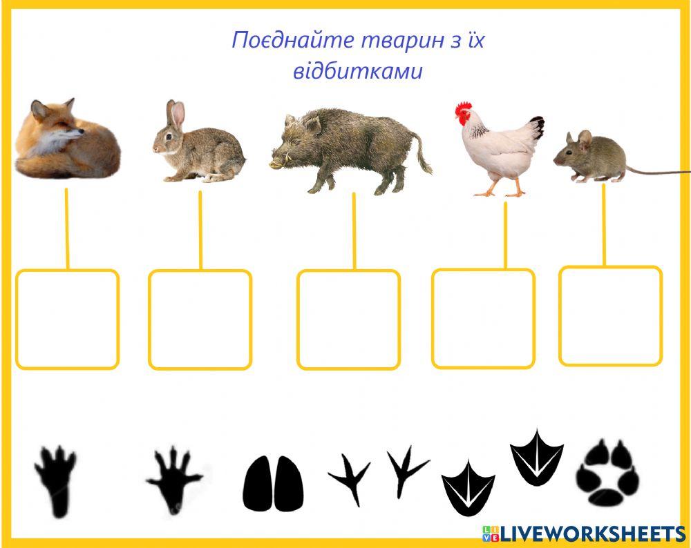 Відбитки тварин