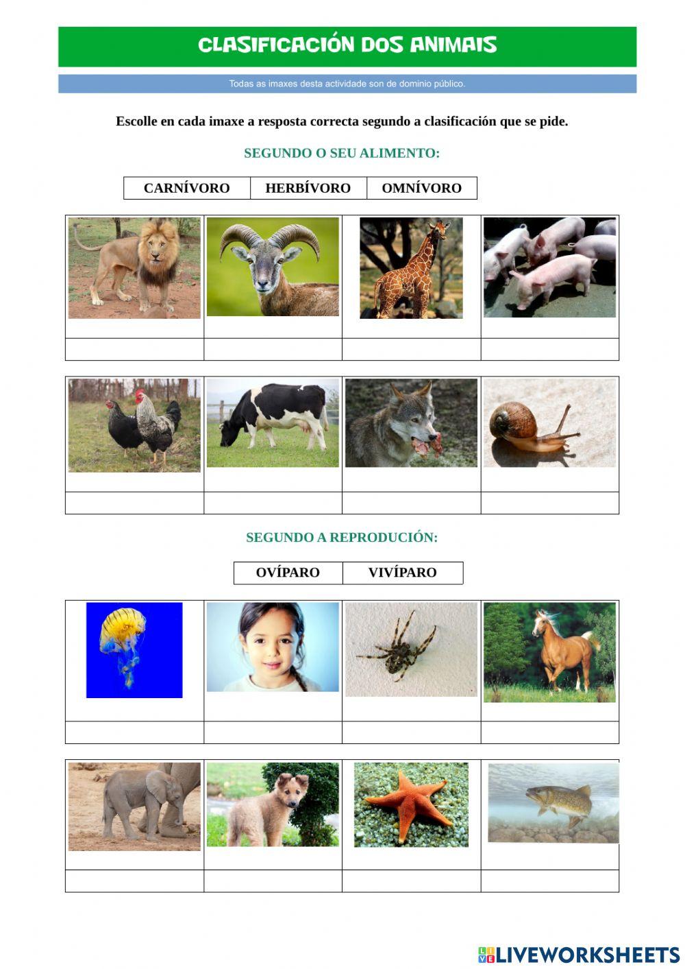Clasificación dos animais