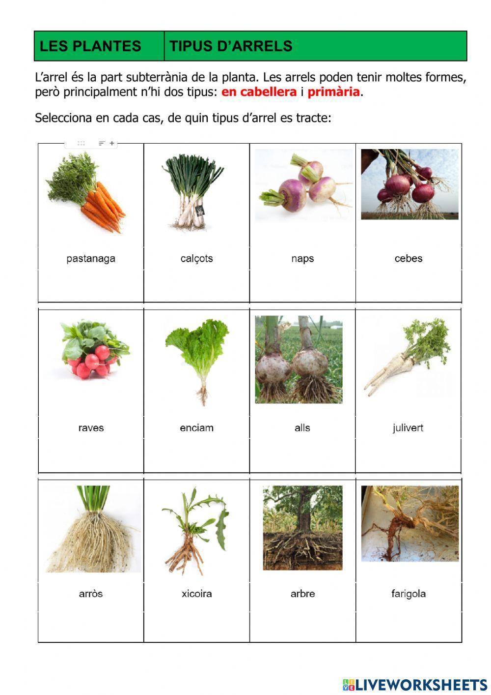 LES PLANTES - Tipus d'arrels