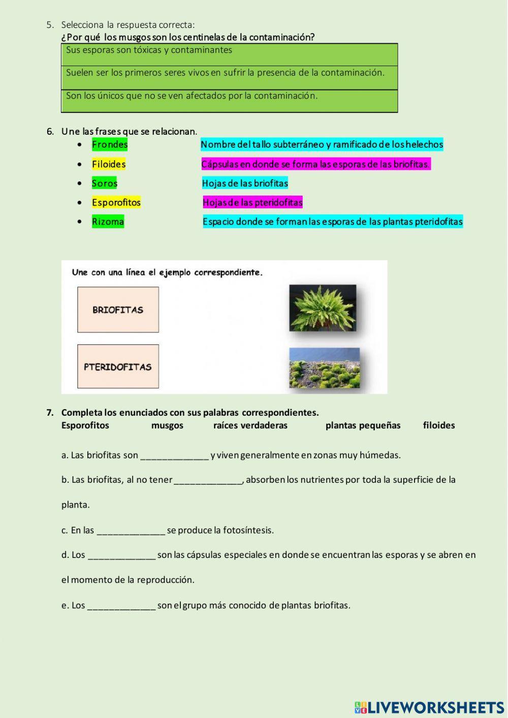 Plantas sin flor o criptógamas