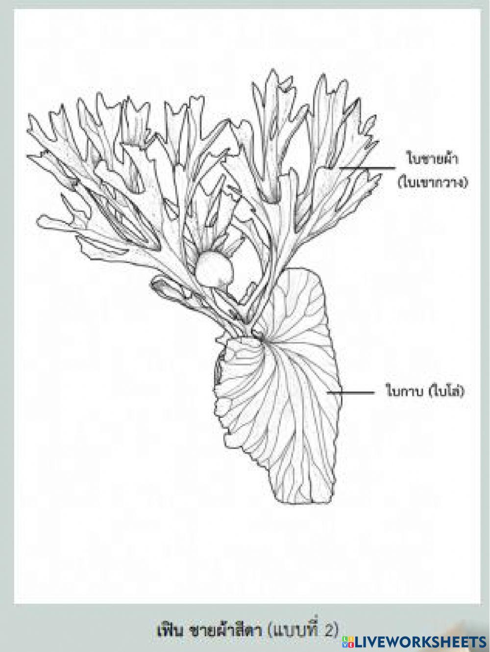 โครงสร้างพืชที่ถ่ายทอดทางพันธุกรรม