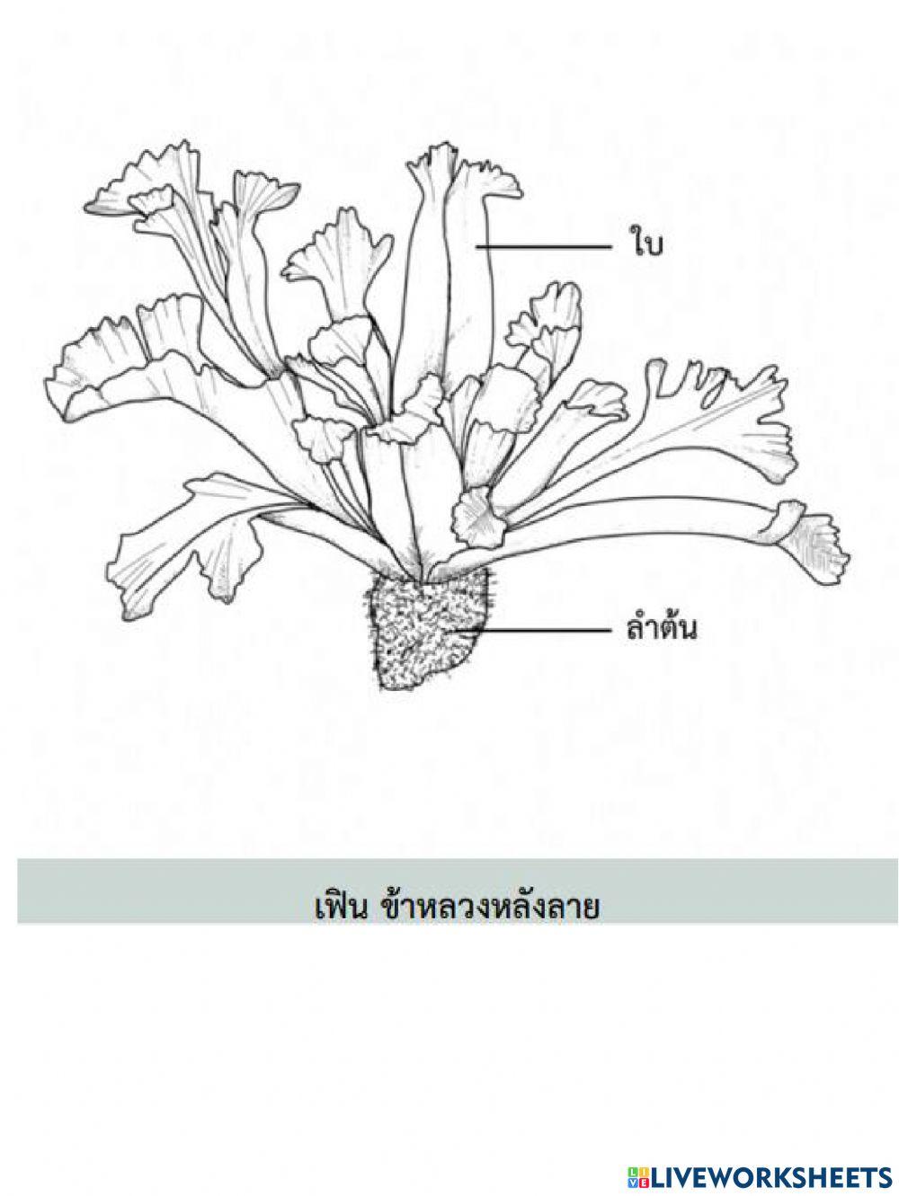 โครงสร้างพืชที่ถ่ายทอดทางพันธุกรรม
