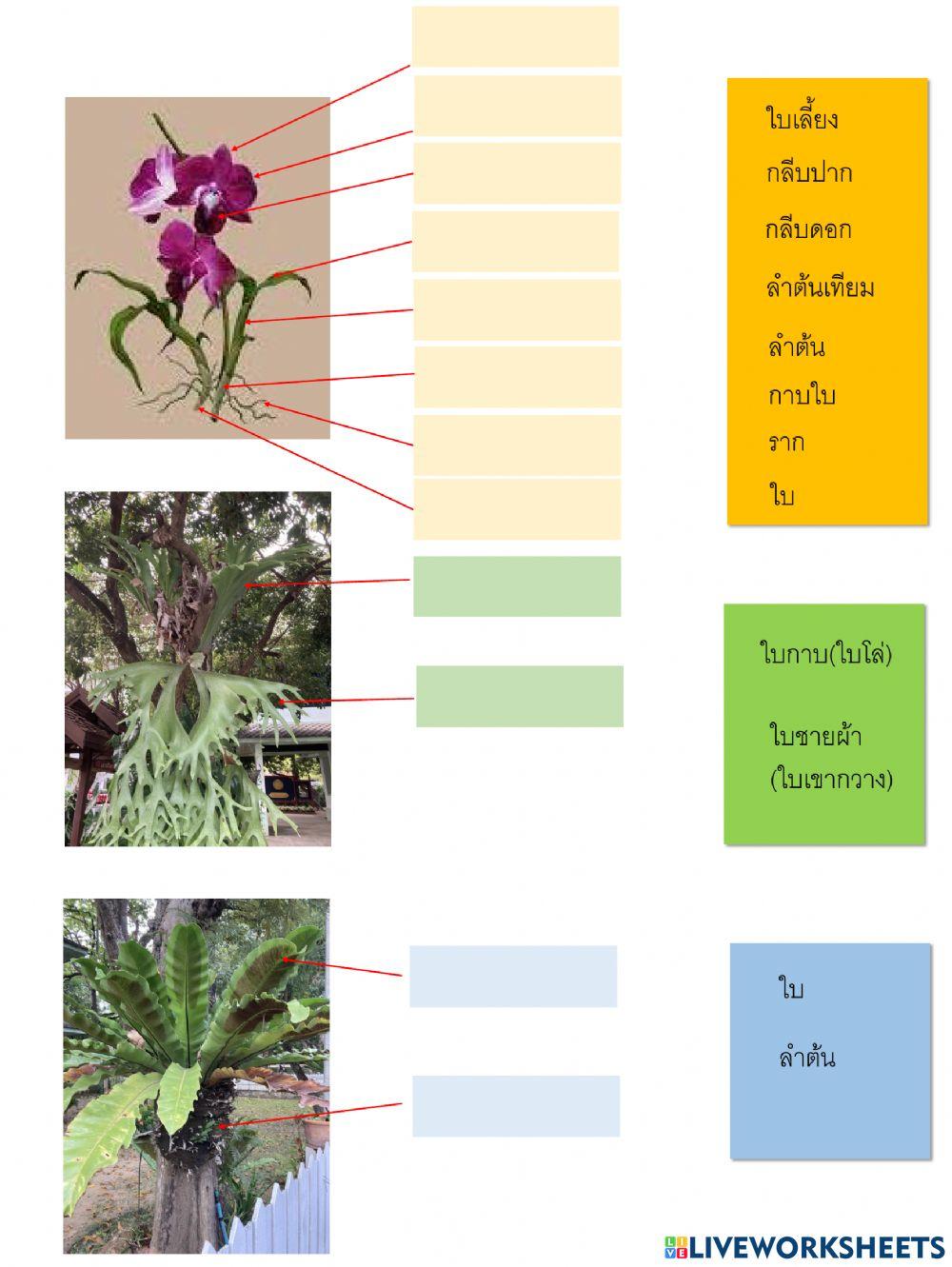 โครงสร้างพืชที่ถ่ายทอดทางพันธุกรรม