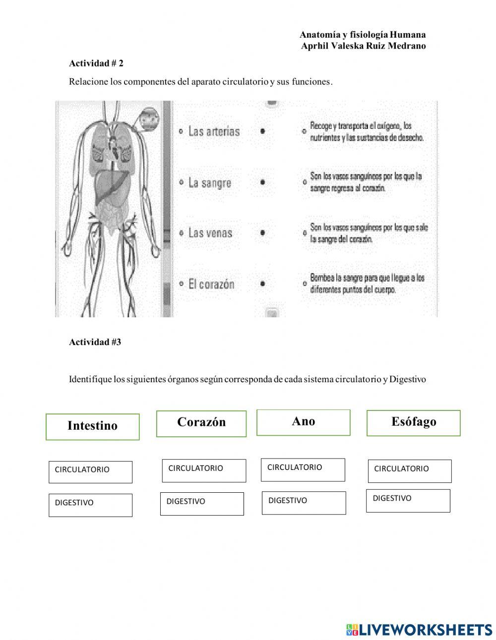 Sistema circulatorio y digetsivo