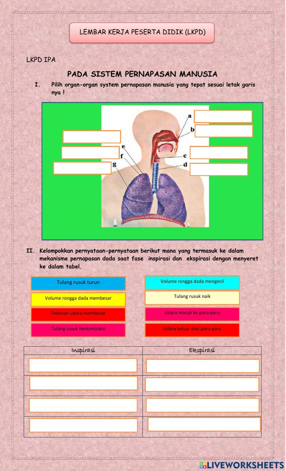 Sistem pernapasan pada manusia