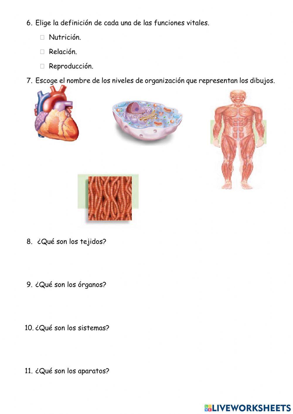 La organización del cuerpo humano