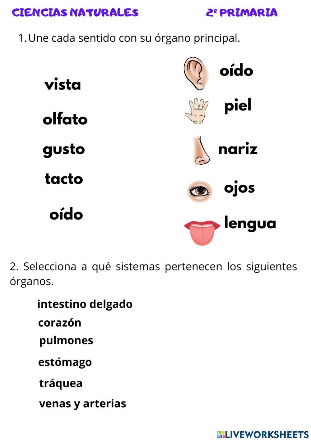 Ciencias Naturales: el cuerpo humano